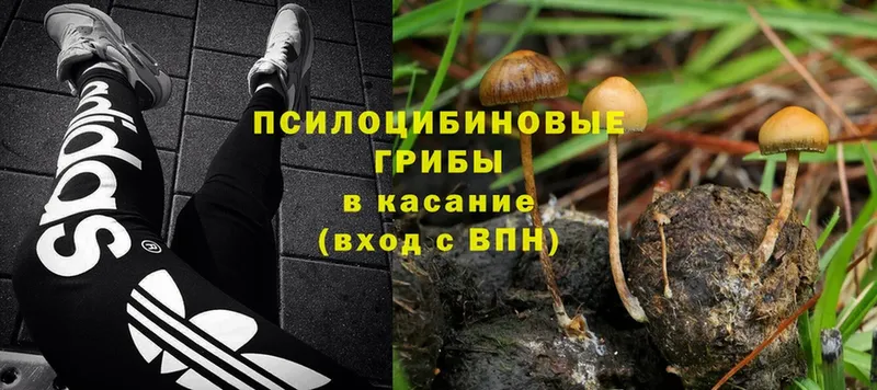 где можно купить   Зея  Галлюциногенные грибы Magic Shrooms 